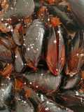 Cozze in salsa di pomodoro piccante