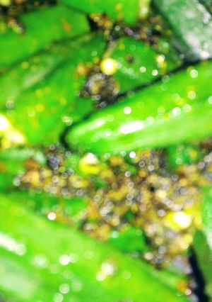 A picture of Bhindi Masala.