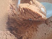 Una foto de mousse saludable