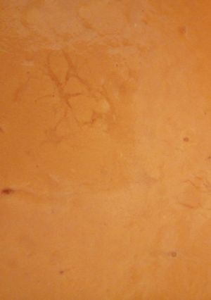 Foto principal de Crema de calabaza