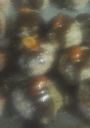 A picture of Peanut butter coconut Christmas balls.