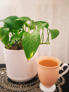 عکسی از دستور دمنوش بابونه
