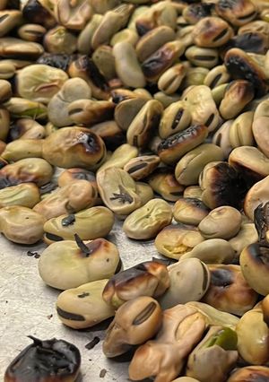 A picture of Grilled in-season fava beans / broad beans.