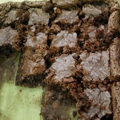 A picture of Gluten-free Brownies.