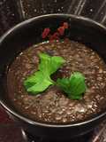 Salty Pirate's Red Lentil Soup