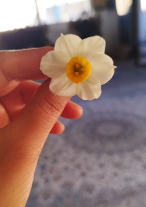 عکسی از دستور کباب سرخی