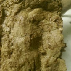 A picture of Zucchini Bread Bars.