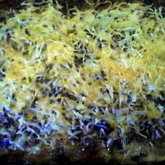 A picture of Cowboy breakfast casserole.