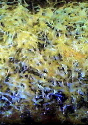 A picture of Cowboy breakfast casserole.
