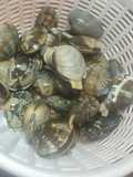 How To Quickly Remove Sand From Manila Clams