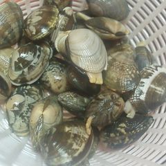 A picture of How To Quickly Remove Sand From Manila Clams.