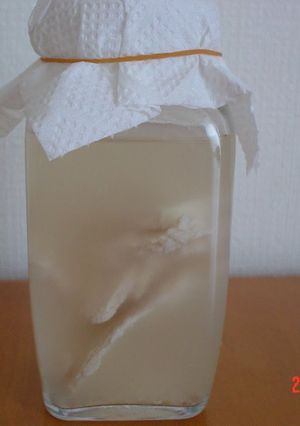 A picture of Sake Lees Yeast - Liquid Bread Starter.