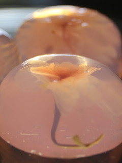 A picture of Japanese Sweets: Sakura Jello.