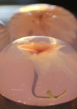 A picture of Japanese Sweets: Sakura Jello.