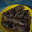 6. Kue laba -laba cokelat keju