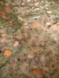 Homemade Vegetable Soup