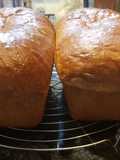 Honey whole wheat bread