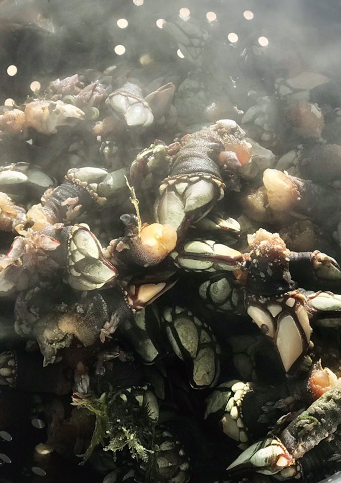 Una foto de Percebes