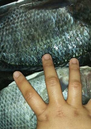 Foto resep Ikan mujaer bumbu merah / sambel pelecing