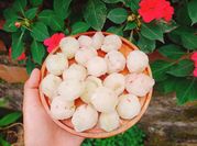 Hình ảnh của quả nho