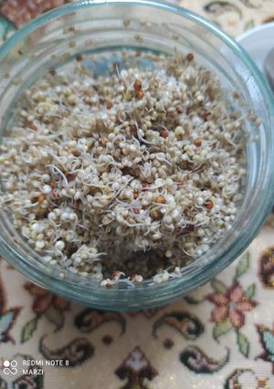عکسی از دستور جوانه کینوا(خاویار گیاهی)
