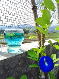 Foto resep Teh Bunga Telang Ori