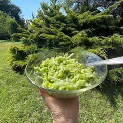 A picture of Celery with Avocado and Green Onion.