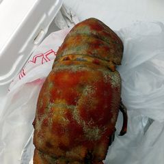 A picture of Chunk lobster.