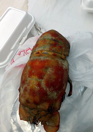 A picture of Chunk lobster.