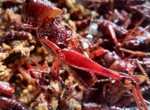 Foto resep Belalang Goreng