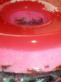 portuguese jello pudding (gelatina com ovos )