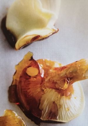 Une photo de Pleurotes caramélisés