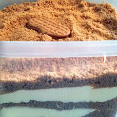 A picture of Nutter Butter Surprise, Put your diet on hold one more day.lol.