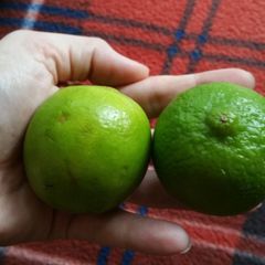 A picture of The juicier fruit?.