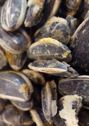 A picture of Roasted Sunflower Seeds.