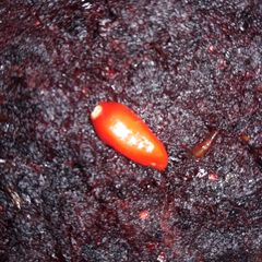 A picture of Beetroot fry.