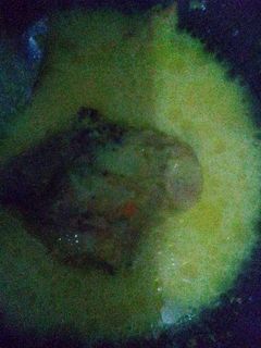 Foto resep Kari / opor ayam kuah susu