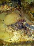 Sheree's Southern Pork Chops