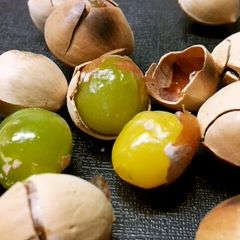 A picture of Ginkgo Nuts Ready in 10 Minutes in a Toaster Oven.