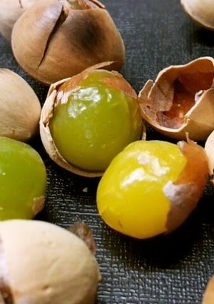 A picture of Ginkgo Nuts Ready in 10 Minutes in a Toaster Oven.