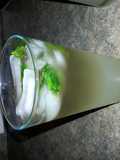 Lemon Press (non alcoholic)