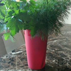 A picture of Keep Fresh Herbs Fresh!.