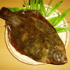 A picture of How to Fillet a Fish [5-Portion Fillet].