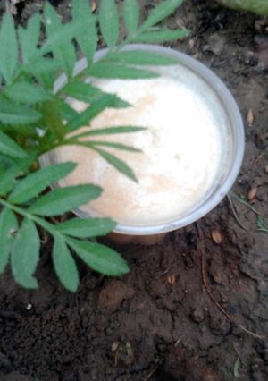 A picture of Smoothie with Natures love ....