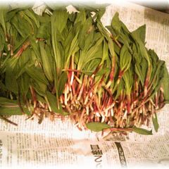 A picture of How to Prepare and Enjoy Ramps.