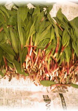 A picture of How to Prepare and Enjoy Ramps.
