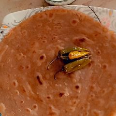 A picture of Crispy Paratha with achari mirch.