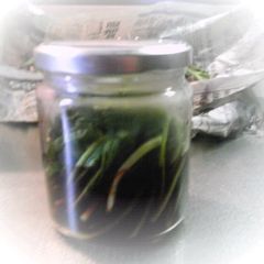 A picture of Soy Sauce Marinated Ramps.