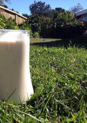 A picture of Almond Milk (can substitute any nut).
