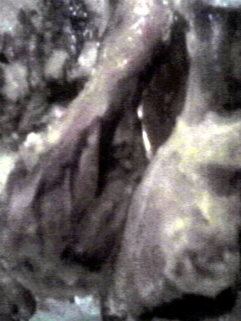 Easy Way Make Recipe Lemon Pepper Chicken Drumsticks that is Perfect, Appealing}